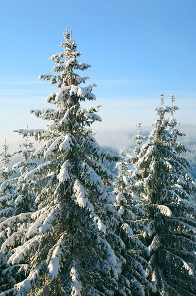 Abeti rossi invernali in montagna — Foto Stock