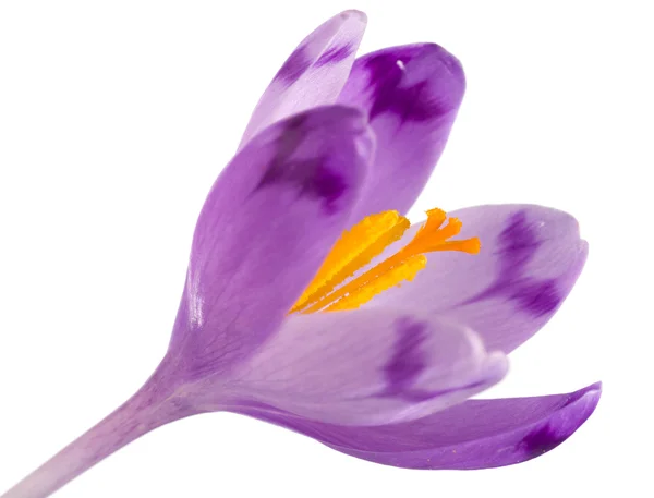 Крокус квітка — стокове фото