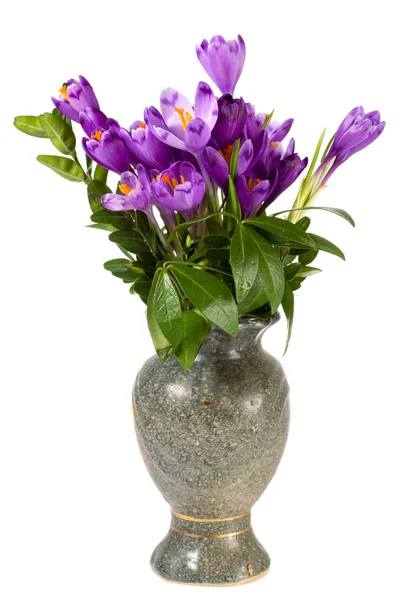 Crocus flower — Stock Photo, Image