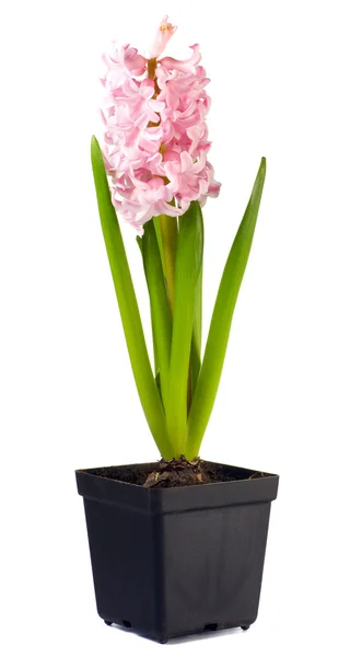 Hyacinthus flower isolated on white — Stock Photo, Image