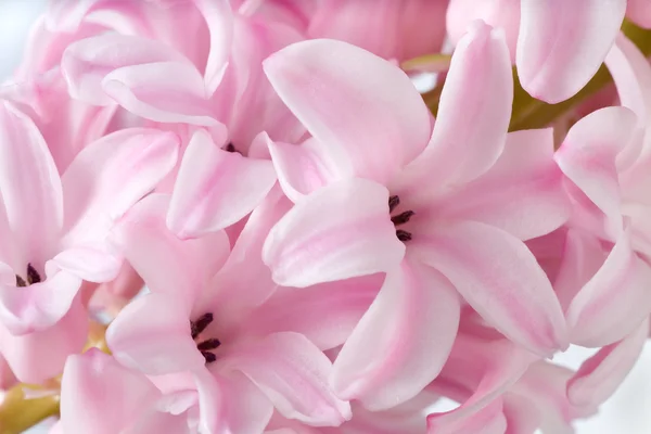 Hyacinthus květ — Stock fotografie