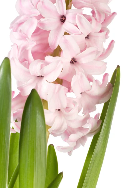 Hyacinthus kwiat — Zdjęcie stockowe