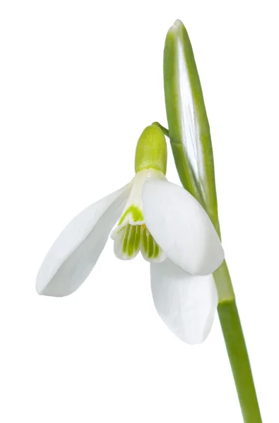 Sněženka květ izolované na bílém — Stock fotografie