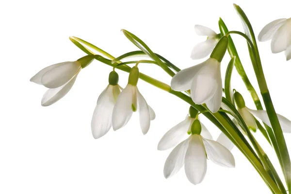 Snowdrop flowers nosegay isolated on white — Stock Photo, Image