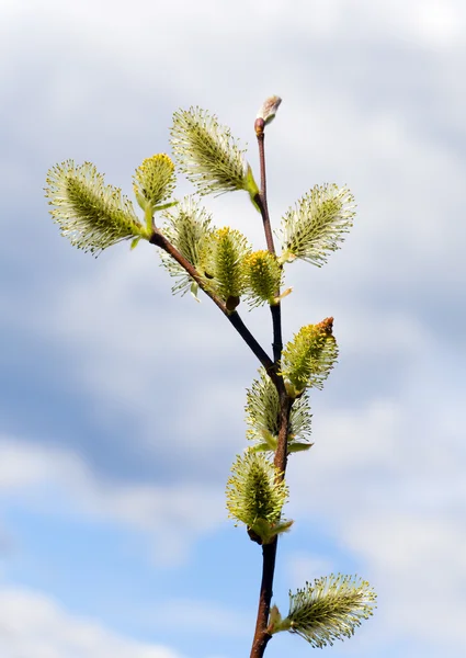Spring willow twig on sky background — Stock Photo, Image