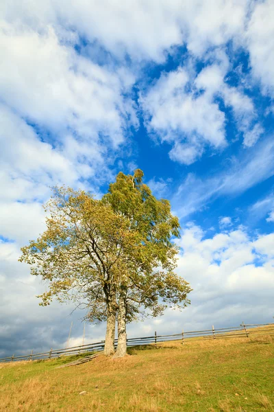 Ensam hösten träd på himmel bakgrund. — Stockfoto