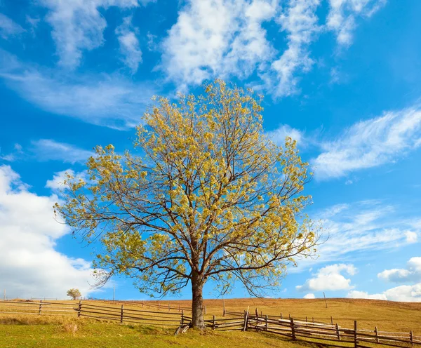 Одинокое осеннее дерево на фоне неба . — стоковое фото