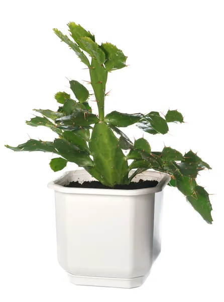Planta de cacto em vaso isolada sobre branco . — Fotografia de Stock