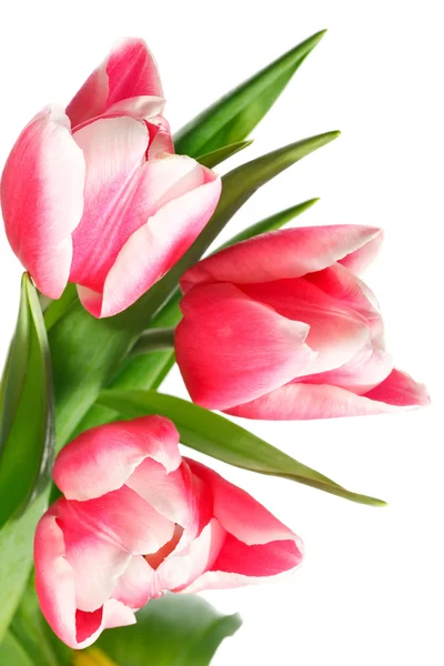 Holiday tulips bouquet isolated on white Stock Image