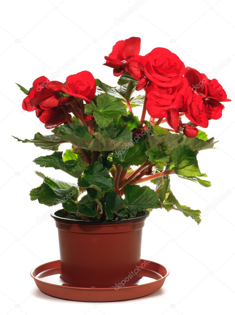 Home plant begonia on white background