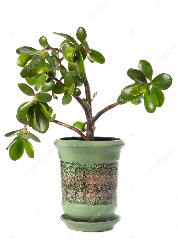 Crassula (dollar tree) plant isolated on white.