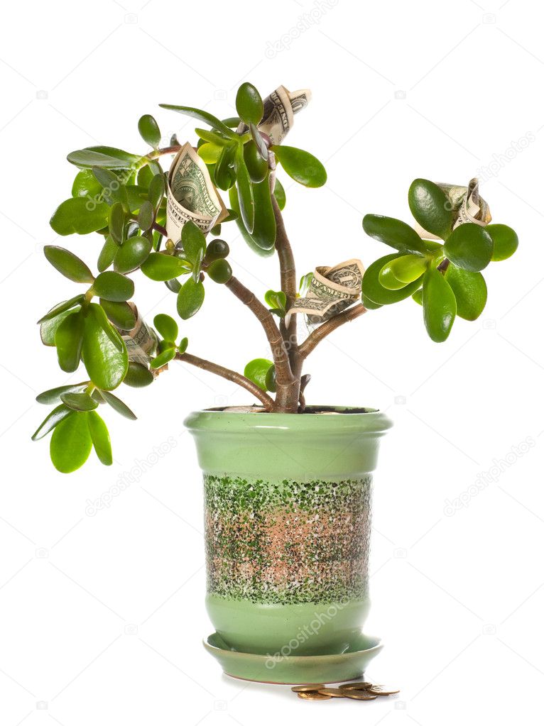 Jade plant with dollar bills isolated on white (blossoming money