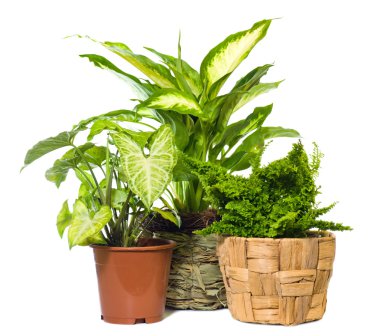 Group of window plant clipart