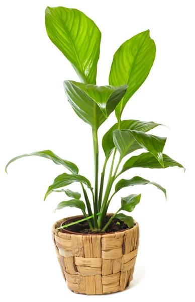 Fensterpflanze "spathiphyllum wallisii" — Stockfoto