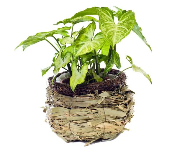 Fensterpflanze "Syngonium podophyllum" — Stockfoto