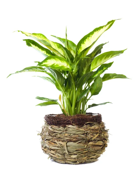 ウィンドウ植物"ディーフェンバッキア picta" — ストック写真