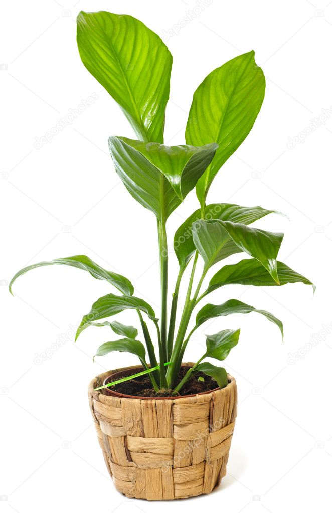 Window plant 