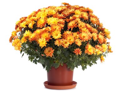 Chrysanthemums in flowerpot clipart