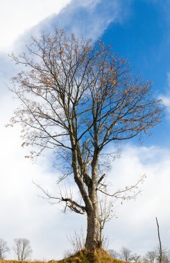 Bare tree on sky background clipart