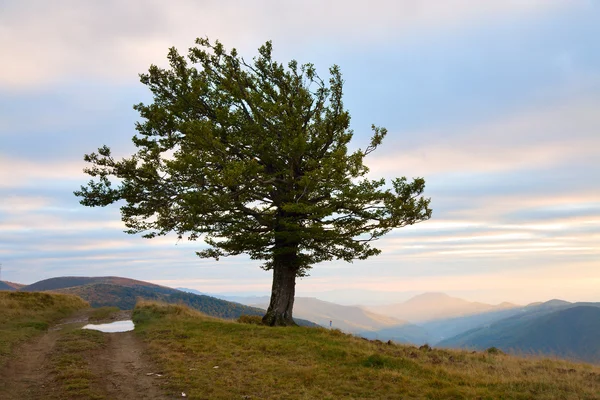Árvore solitária na montanha de outono — Fotografia de Stock