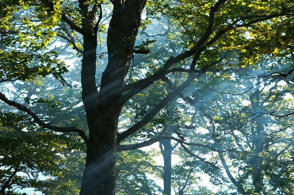 Haze na floresta de outono — Fotografia de Stock
