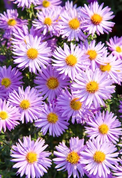 stock image Autumn flowers