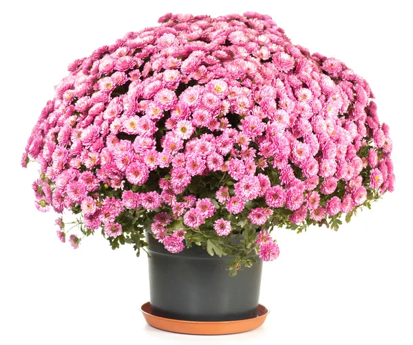 Krizantém-virágcserép — Stock Fotó