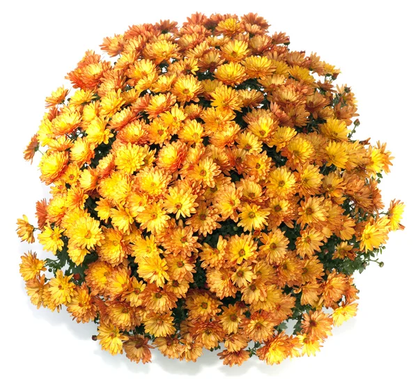 Chrysanthèmes en pot de fleurs — Photo