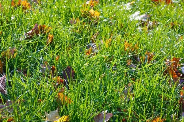 Outono grama fundo — Fotografia de Stock