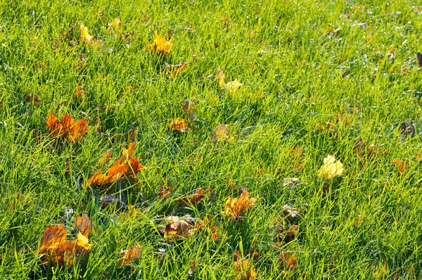 Autumn grass background — Zdjęcie stockowe
