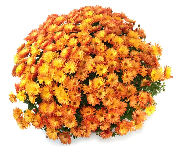 Chrysanthemums in flowerpot — Stock Photo, Image