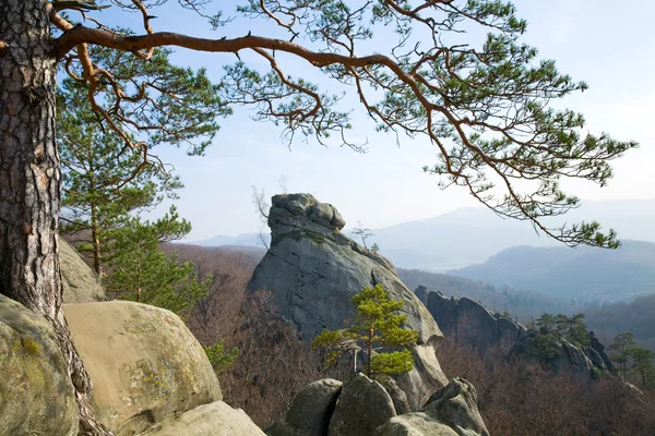 Albero sulla cima delle rocce — Foto Stock