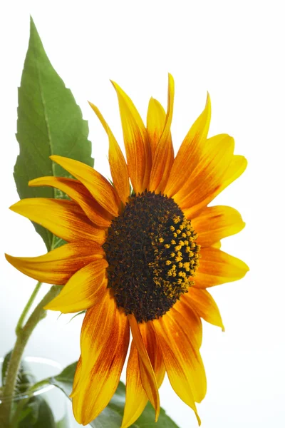 Sunflower Stock Image