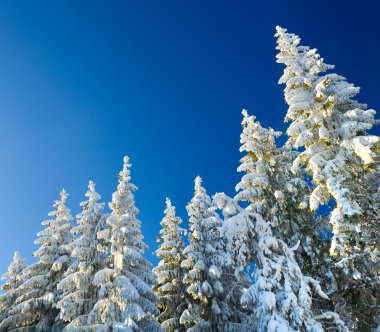 Winter spruce tops (Christmas background) clipart