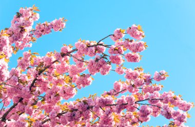 Pink japanese cherry blossom clipart