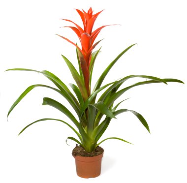 Bromeliad bitkisi