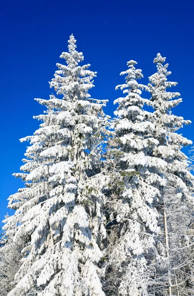 Vintern granar toppar — Stockfoto