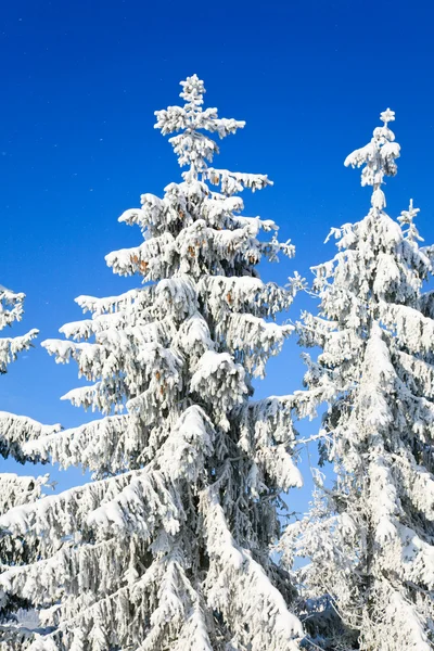 Vintern granar toppar — Stockfoto