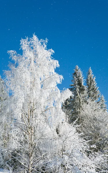 Winterbäume und Schneefall — Stockfoto