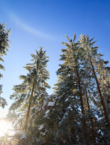 Vintern rainbow och spruce toppar — Stockfoto