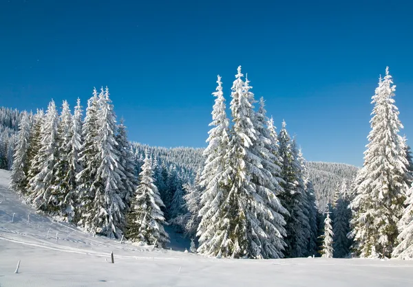 Vintern Gran träd — Stockfoto