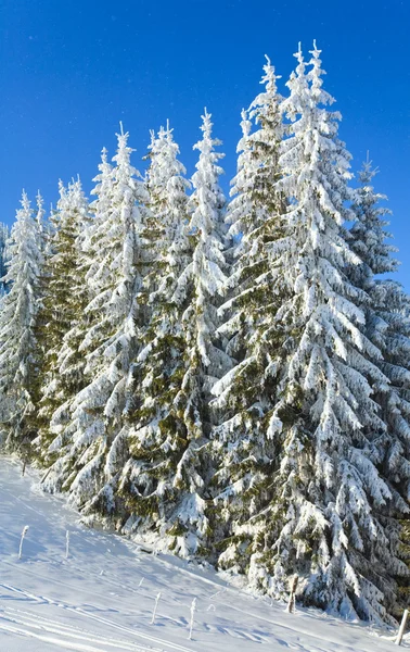 Winter vuren bomen — Stockfoto