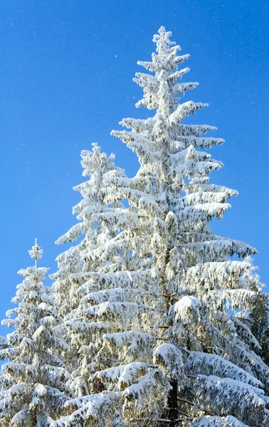 Χειμώνα ευπρεπίζει κορυφές — Φωτογραφία Αρχείου