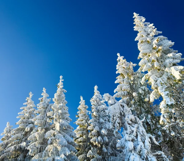 Tops de abeto de inverno (fundo de Natal ) — Fotografia de Stock
