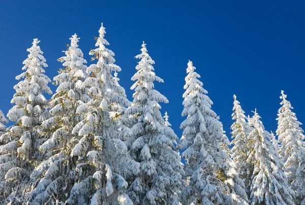 Winter spruces tops — Stock Photo, Image