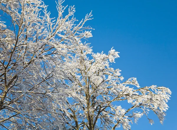 Παγετός σε δέντρο — Φωτογραφία Αρχείου