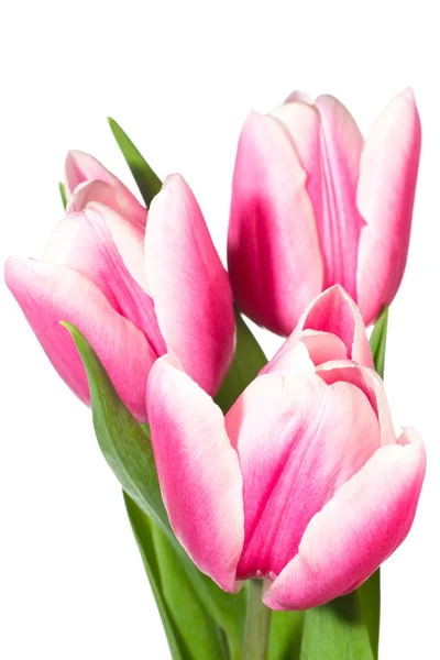 Holiday tulips bouquet isolated on white — Stock Photo, Image