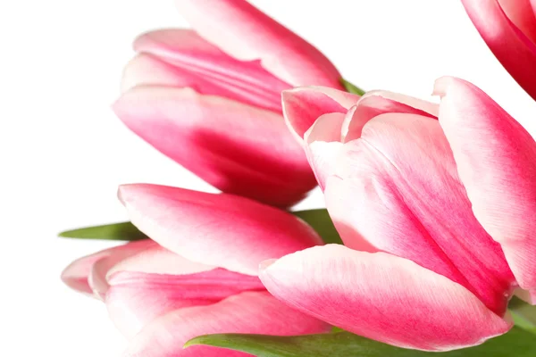 Wakacje tulipany bukiet na białym tle — Zdjęcie stockowe
