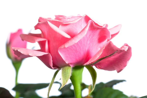 Pianta di rosa in fiore — Foto Stock