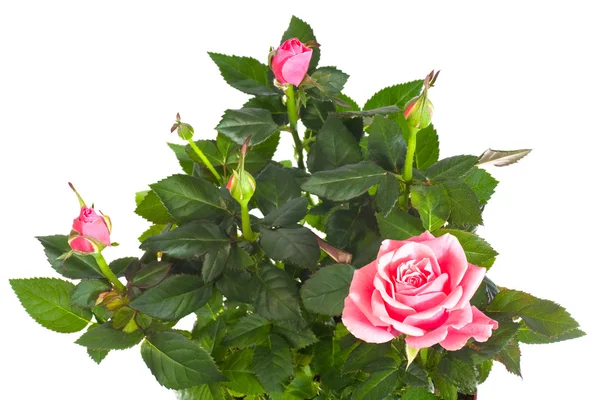 Цветущие розы в цветочном горшке — стоковое фото